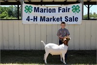 Market Goat- Blake Lee