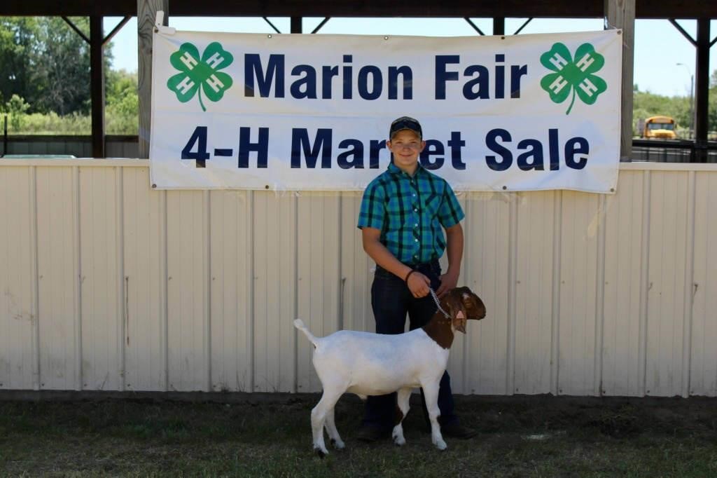 Marion Fair Auction