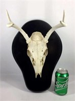 Mounted White Tail Deer Skull and Antlers