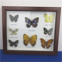 Butterflies Under Glass 12" x 14" New in Box
