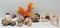 Shell Collection & Coral