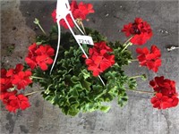 GERANIUM HANGING BASKET