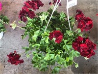 GERANIUM HANGING BASKET