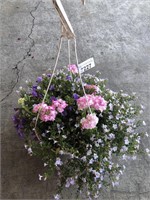 TRIXIE MIX HANGING BASKET