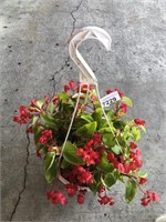 BEGONIA HANGING BASKET