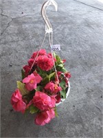 BEGONIA HANGING BASKET