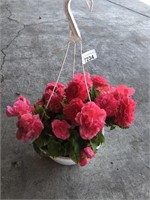 BEGONIA HANGING BASKET