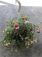 FUSCHIA HANGING BASKET