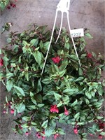 FUSCHIA HANGING BASKET