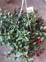 FUSCHIA HANGING BASKET