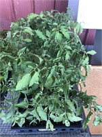 BLIGHT RESISTANT TOMATO PLANTS (FLAT)