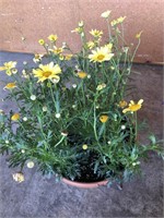 POTTED ALGORANTHUM