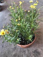 POTTED ALGORANTHUM