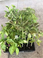 FLAT OF ASSORTED VEGGIE PLANTS