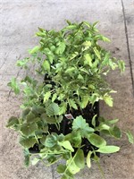 FLAT OF ASSORTED VEGGIE PLANTS