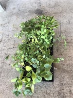 FLAT OF ASSORTED VEGGIE PLANTS