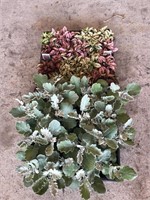 FLAT OF DUSTY MILLER AND POLKA DOT PLANTS