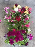 FLAT OF MIXED FLOWERS
