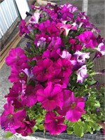 FLAT OF PETUNIAS