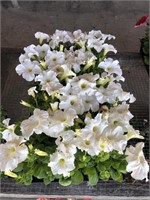 FLAT OF PETUNIAS