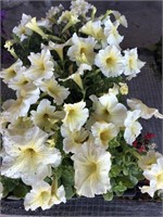 FLAT OF PETUNIAS