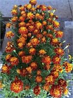 FLAT OF MARIGOLDS