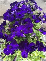 FLAT OF PETUNIAS