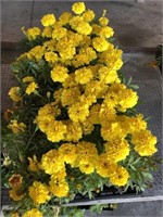 FLAT OF MARIGOLDS