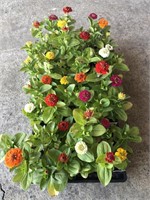 FLAT OF ZINNIAS