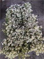 FLAT OF ALYSSUM