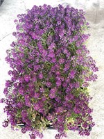 FLAT OF ALYSSUM