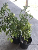 2 PATIO TOMATO PLANTS