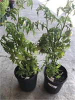 2 PATIO TOMATO PLANTS
