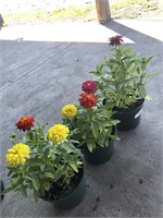 3 POTTED ZINNIAS