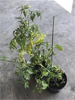 2 PATIO TOMATO PLANTS