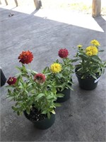 3 POTTED ZINNIAS