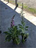 2 POTTED FOXGLOVES