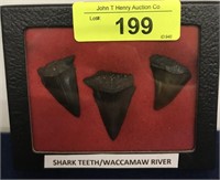 SHARK’S TEETH FOUND IN WACCAMAW RIVER
