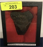 MEGALODON TOOTH FOUND IN WACCAMAW RIVER