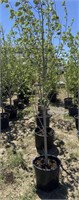 5 Balsam Poplar Trees - Each x5 - Vulcan