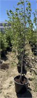 5 Balsam Poplar Trees - Each x5 - Vulcan