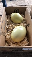2 Fertile Rhea Eggs - Gray Or White