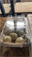 1.5 Doz Fertile Ringneck Pheasant Eggs W/ Permit