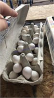 2 Doz Fertile Bobwhite Quail Eggs W/ Permit