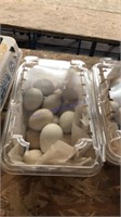 15 Fertile Chukar Partridge Eggs W/ Permit