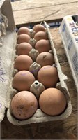 1 Doz Fertile Jumbo Pearl / Pied Guinea Eggs