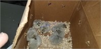 6 Lavender Orpington Chicks