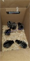 6 Silver Laced Wyandotte Chicks