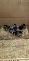 5 Silver Laced Wyandotte Chicks