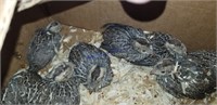 10 California Valley Quail - 4 Weeks Old